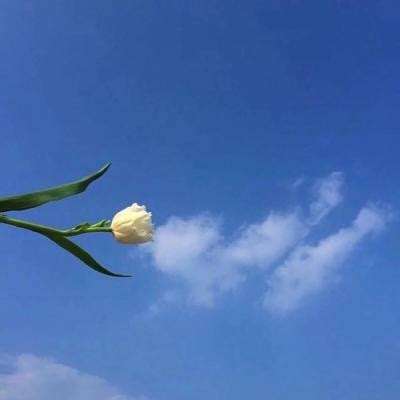 半月传手游下载